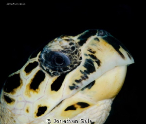 little green turtle by Jonathan Sala 